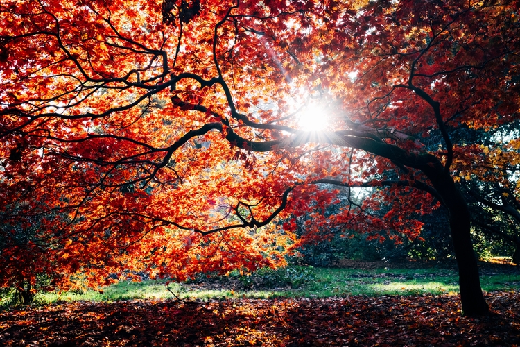 herfst_boom herfst_boom