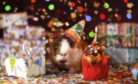 Verjaardag_cavia